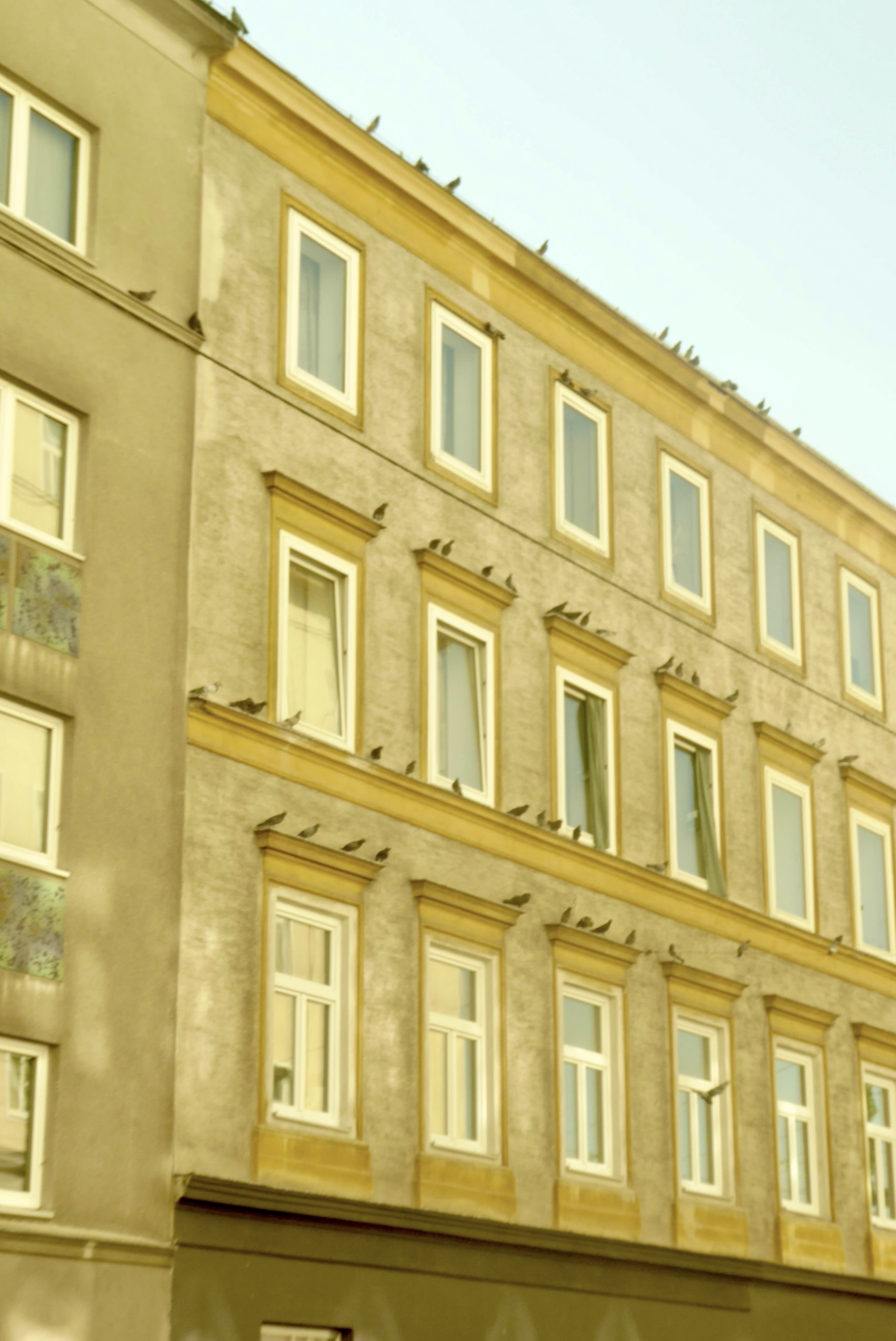 foto van een rij huizen met vogels op de rand boven de ramen.